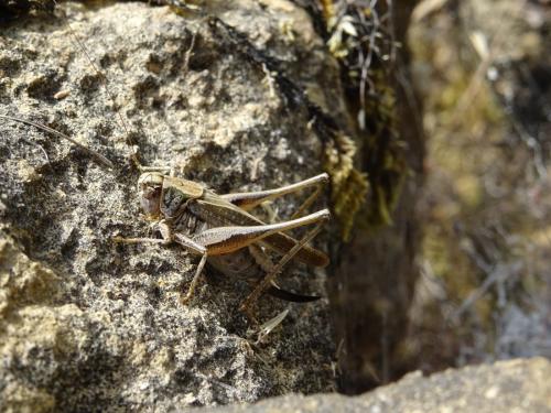 Réf. 237 205 : Platycleis albopunctata albopunctata